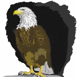 Bald eagle