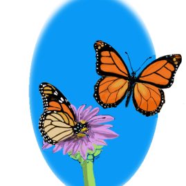 Monarch Butterflies